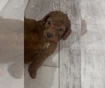Small #2 Golden Retriever-Poodle (Toy) Mix