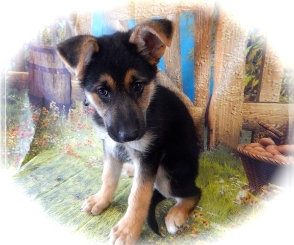 Medium Photo #2 German Shepherd Dog Puppy For Sale in PALOS HILLS, IL, USA