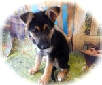 Small Photo #2 German Shepherd Dog Puppy For Sale in PALOS HILLS, IL, USA