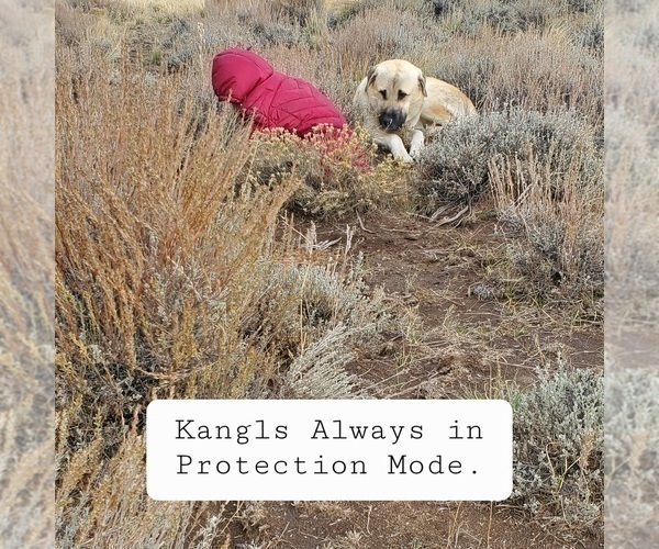 Medium Photo #12 Kangal Dog Puppy For Sale in SILVER LAKE, OR, USA