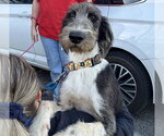 Dixie - Female Poodle (Standard)-Unknown Mix Dog for Adoption - Small photo