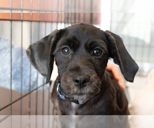 Medium Photo #1 Cocker Spaniel-Unknown Mix Puppy For Sale in Mundelein, IL, USA