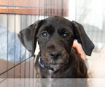 Iggy - Male Cocker Spaniel-Unknown Mix Dog for Adoption - Small photo