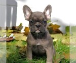 Small Photo #1 French Bulldog Puppy For Sale in LANCASTER, PA, USA