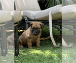 Small Photo #12 Belgian Malinois Puppy For Sale in LOS ANGELES, CA, USA