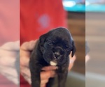 Small #1 Boxer