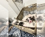Small Photo #7 French Bulldog Puppy For Sale in CHIEFLAND, FL, USA