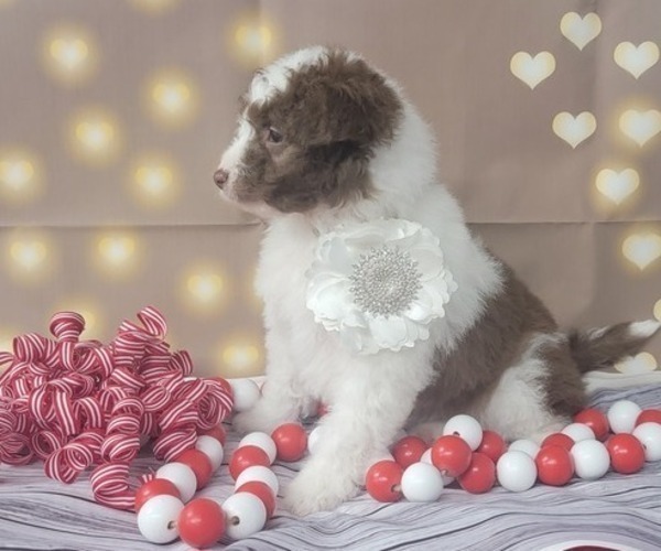 Medium Photo #4 Bordoodle Puppy For Sale in BLAKESBURG, IA, USA