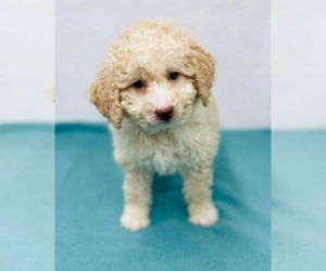Miniature Labradoodle Dog for Adoption in CINCINNATI, Ohio USA