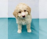 Small Photo #1 Miniature Labradoodle Puppy For Sale in CINCINNATI, OH, USA
