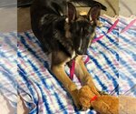 Small Photo #2 German Shepherd Dog Puppy For Sale in Crystal, MN, USA