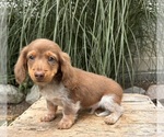 Small #3 Dachshund