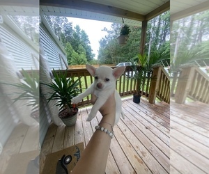 Chihuahua Puppy for sale in WILMINGTON, NC, USA