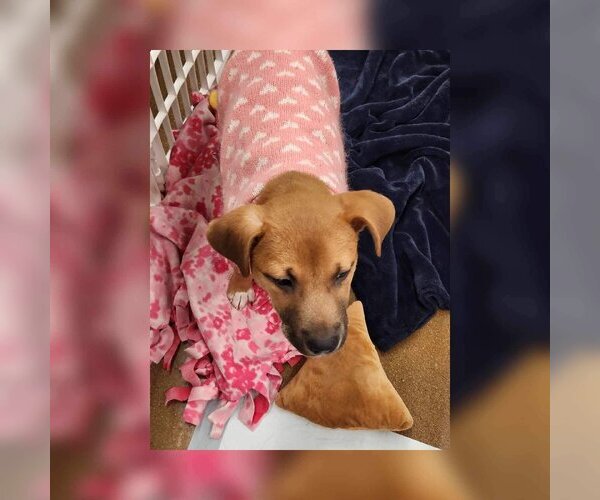 Medium Photo #17 Black Mouth Cur-Unknown Mix Puppy For Sale in The Woodlands, TX, USA