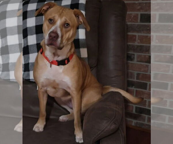 Medium Photo #3 Labrador Retriever Puppy For Sale in Columbus, IN, USA