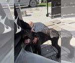 Small #4 Cane Corso