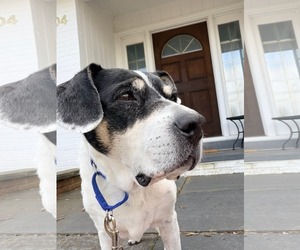 Bunny Athens - Female Beagle-Unknown Mix Dog for Adoption - Photo #6