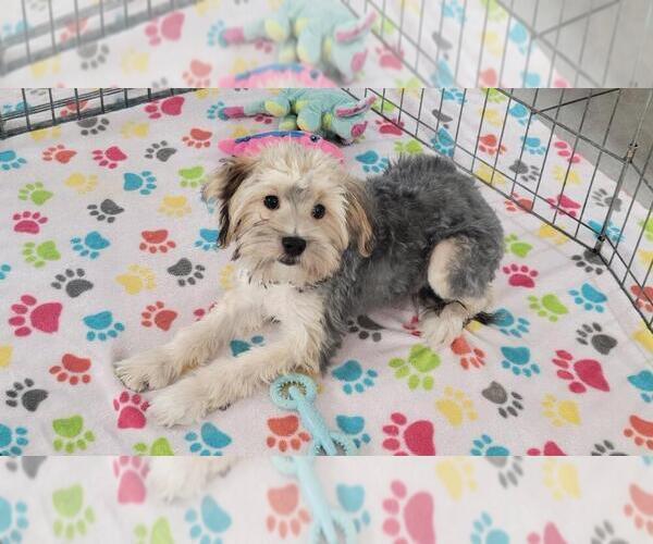 Medium Photo #2 Morkie Puppy For Sale in ORO VALLEY, AZ, USA