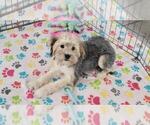 Small #1 Morkie