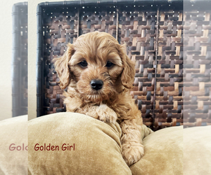 Goldendoodle (Miniature) Puppy for sale in WALNUT CREEK, CA, USA