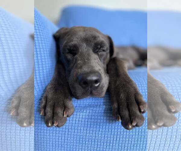 Medium Photo #6 Great Dane-Unknown Mix Puppy For Sale in Huntersville, NC, USA