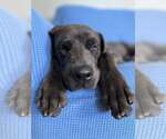 Small #5 Great Dane Mix