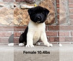 Small #1 Akita