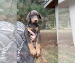 Puppy 1 Doberman Pinscher