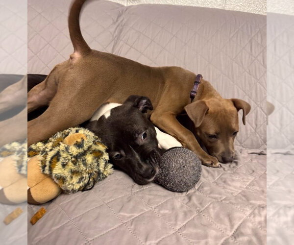 Medium Photo #4 American Bulldog-Unknown Mix Puppy For Sale in Muskegon, MI, USA