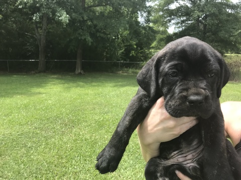 Medium Photo #1 Cane Corso Puppy For Sale in SAFETY HARBOR, FL, USA