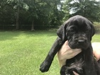 Small Photo #1 Cane Corso Puppy For Sale in SAFETY HARBOR, FL, USA
