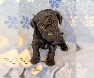 YorkiePoo Puppy for sale in Lexington, NC, USA