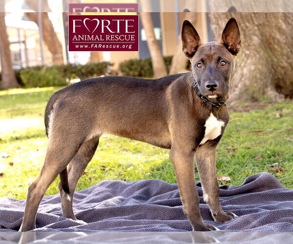 Medium Photo #5 Border Collie-Unknown Mix Puppy For Sale in Marina del Rey, CA, USA