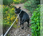 Small #1 Mutt