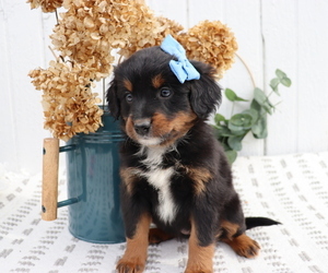 Miniature Bernedoodle Puppy for sale in HONEY BROOK, PA, USA