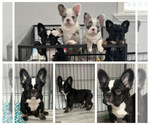 Puppy Pepe Le Pew French Bulldog