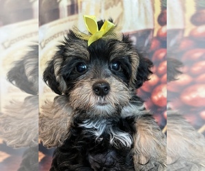 Morkie Puppy for Sale in SARASOTA, Florida USA