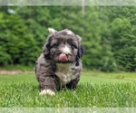 Puppy 2 Miniature Bernedoodle