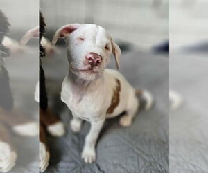 American Pit Bull Terrier-Unknown Mix Dogs for adoption in Raleigh, NC, USA