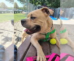 Small #1 American Staffordshire Terrier