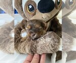 Small Photo #6 Shorkie Tzu Puppy For Sale in EDMOND, OK, USA