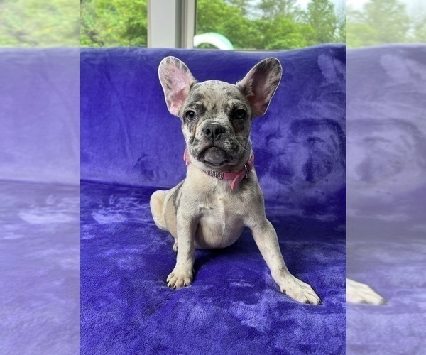 Medium Photo #8 French Bulldog Puppy For Sale in CUMMING, GA, USA