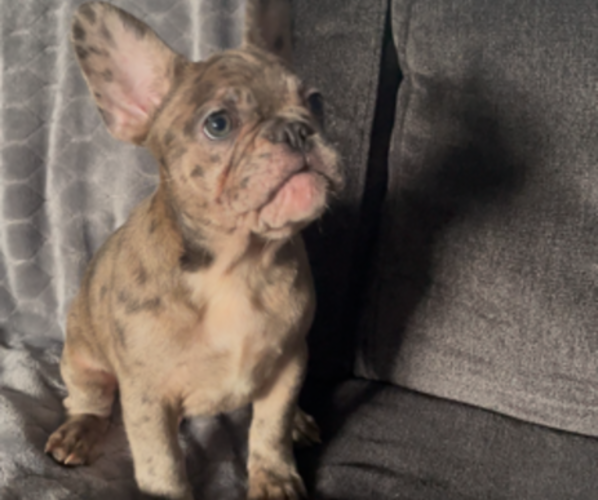 Medium Photo #13 French Bulldog Puppy For Sale in ANTIOCH, CA, USA