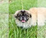 Small #4 Pekingese