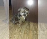 Small Photo #12 Poodle (Toy)-Yorkshire Terrier Mix Puppy For Sale in LAPEER, MI, USA