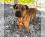 Small Chinese Shar-Pei Mix
