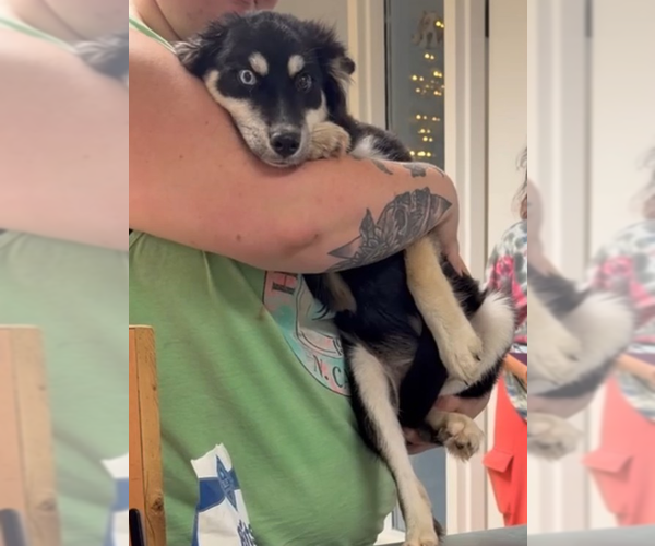 Medium Photo #2 Siberian Husky Puppy For Sale in garner, NC, USA