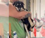 Small #1 Siberian Husky