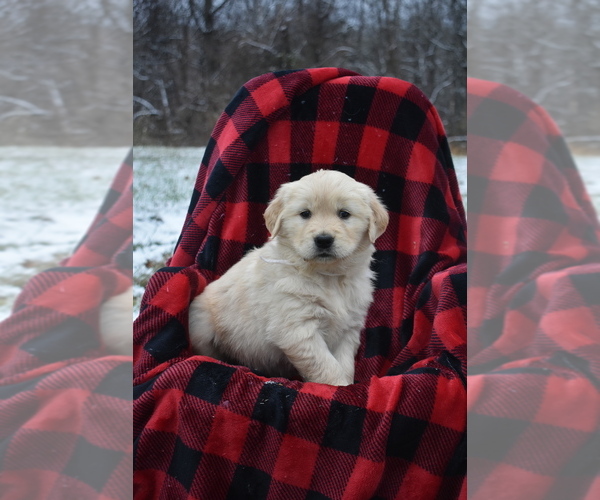 Medium Photo #4 Golden Retriever Puppy For Sale in MARSHALL, VA, USA