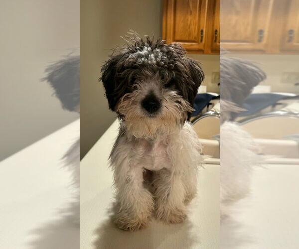Medium Photo #3 Havanese-Unknown Mix Puppy For Sale in South Bend, IN, USA